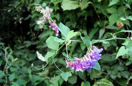 c0229483_1262970.jpg