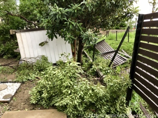 台風21号の爪痕_c0293787_13180535.jpeg