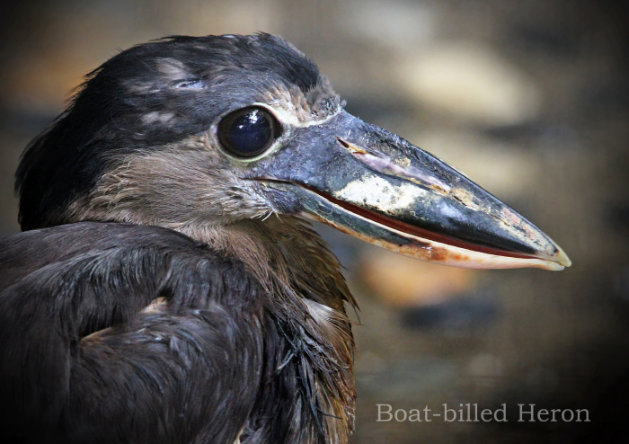 ヒロハシサギ：Boat-billed Heron _b0249597_06255278.jpg