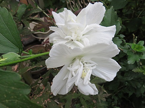 d0046702_04174429.jpg
