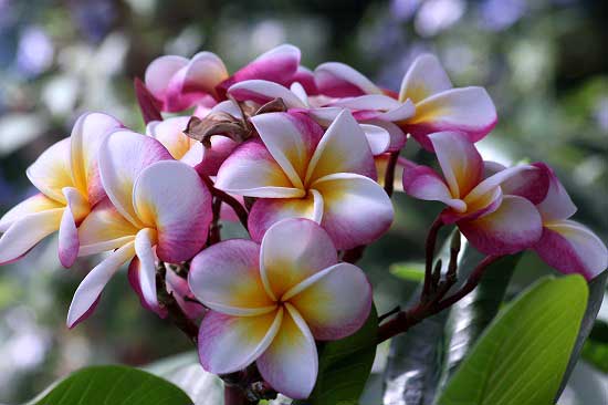 南国の花 いろいろ 子猫の迷い道