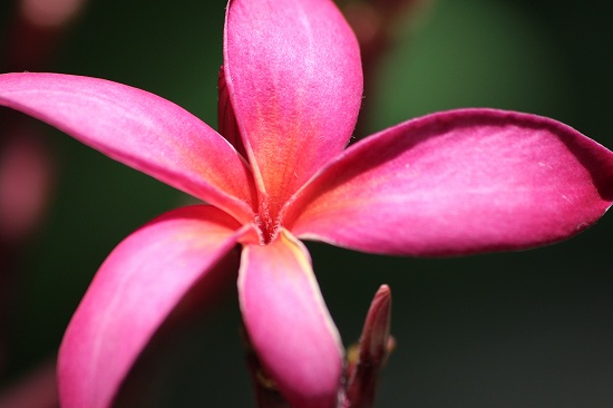 南国の花 いろいろ 子猫の迷い道