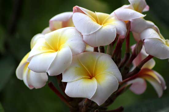南国の花 いろいろ 子猫の迷い道