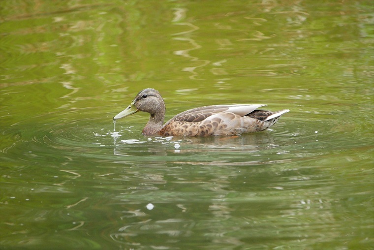 都市公園のカワセミ　その3_f0372624_21180100.jpg