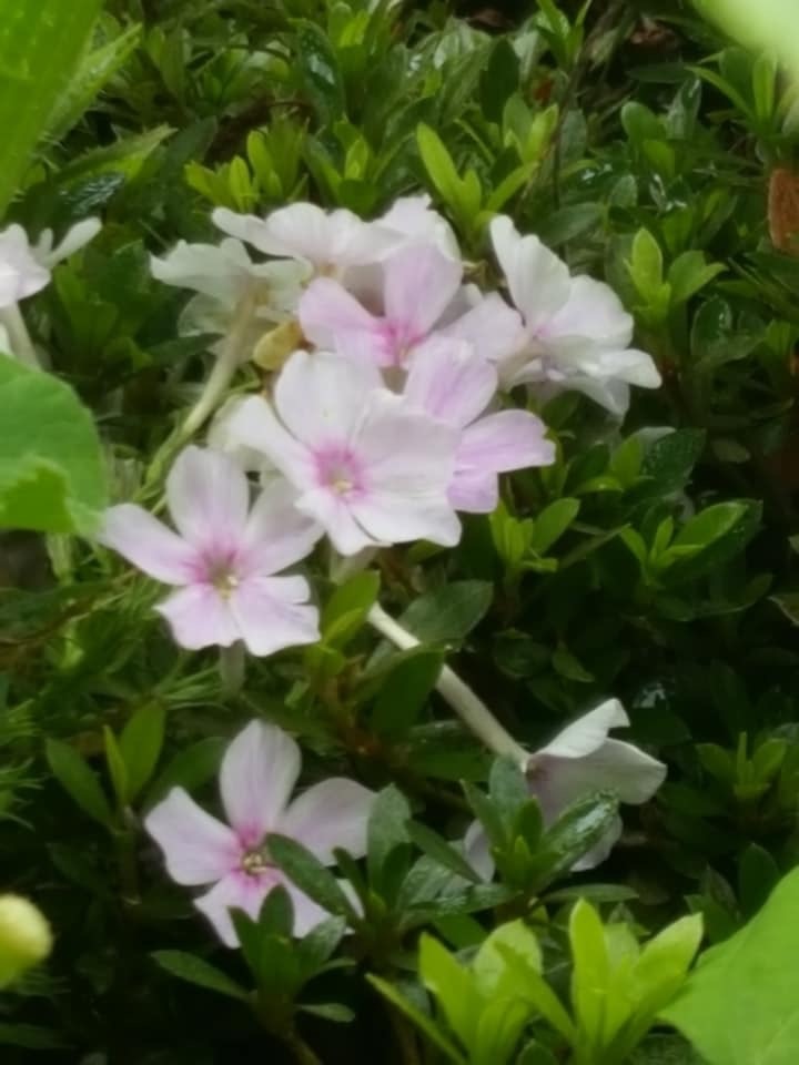 d0269832_08181571.jpeg