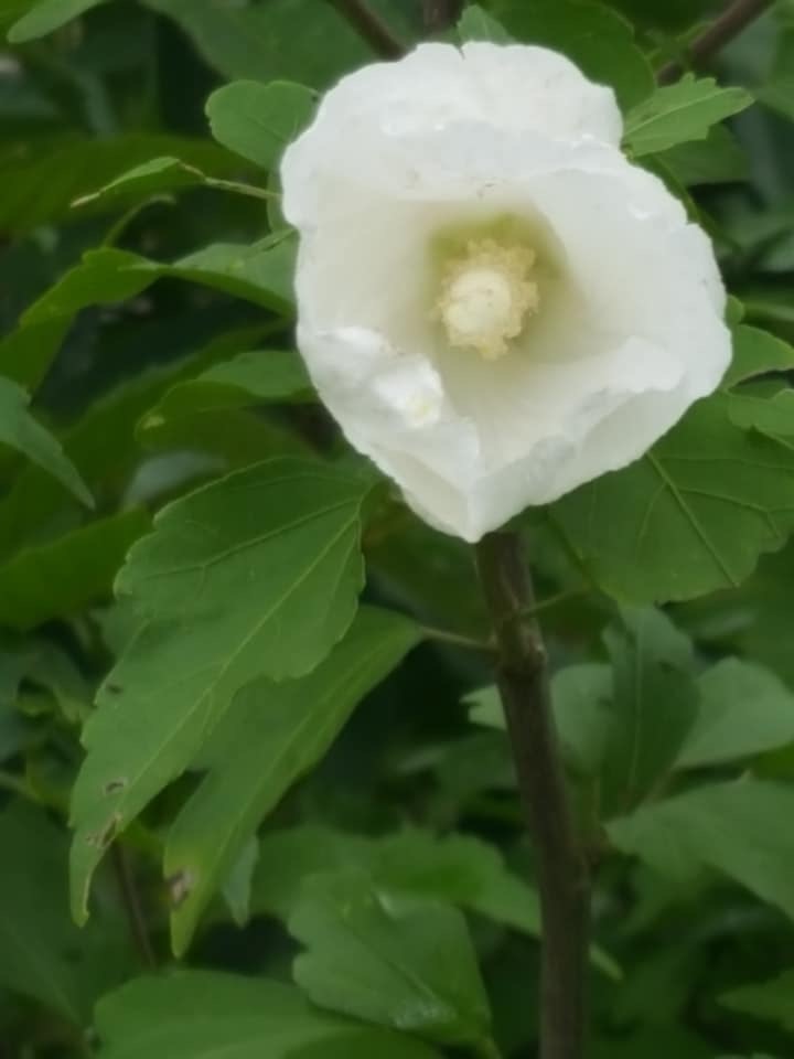 d0269832_08184140.jpeg