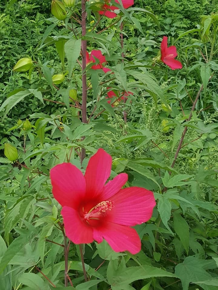 d0269832_08185481.jpeg