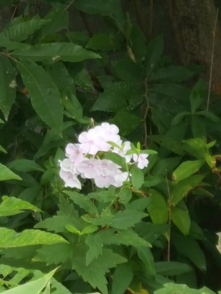 d0269832_08190792.jpeg