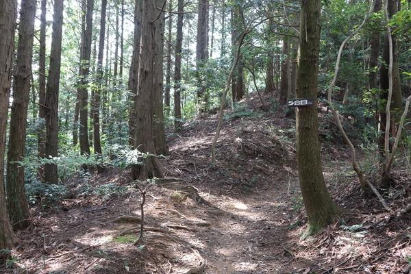 霊山山麓にスズムシバナの群生！_e0272335_173747100.jpg