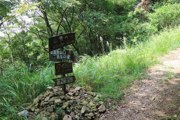 霊山山麓にスズムシバナの群生！_e0272335_17414010.jpg