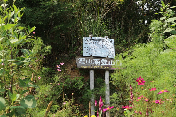 霊山山麓にスズムシバナの群生！_e0272335_18471837.jpg