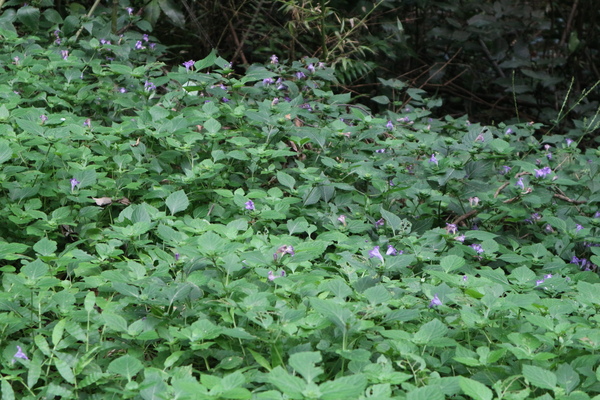 霊山山麓にスズムシバナの群生！_e0272335_1859287.jpg