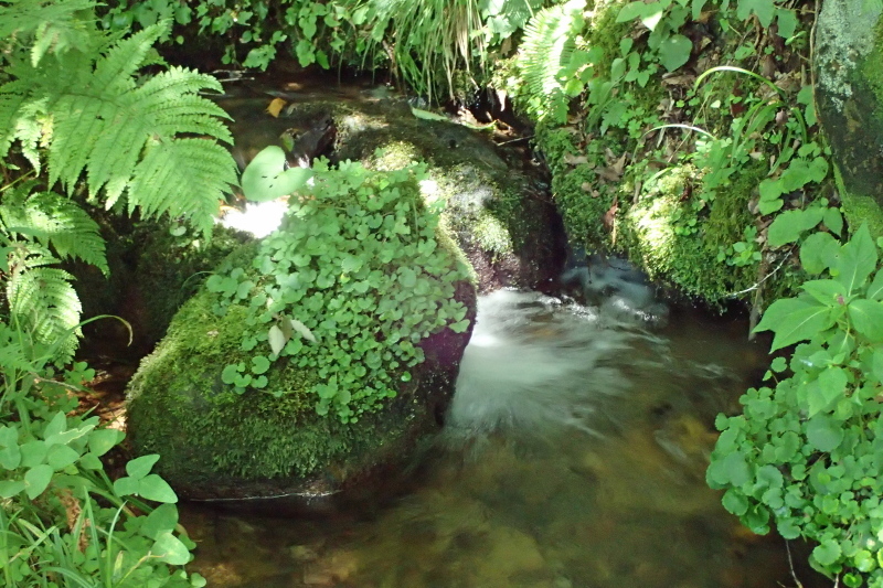 たじま高原植物園_c0218841_09481079.jpg