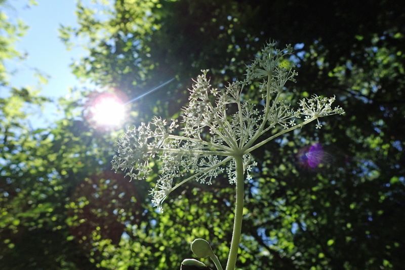たじま高原植物園_c0218841_09482035.jpg