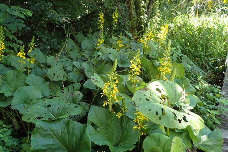 たじま高原植物園_c0218841_09494547.jpg