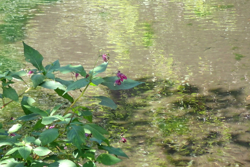 たじま高原植物園_c0218841_09501649.jpg