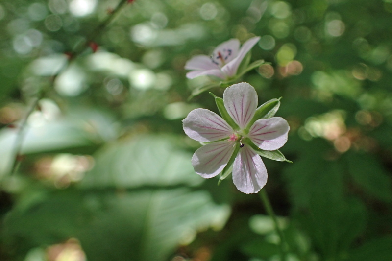 たじま高原植物園_c0218841_09503123.jpg