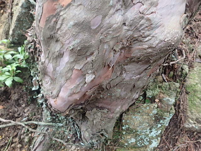 f0334143_8534423.jpg