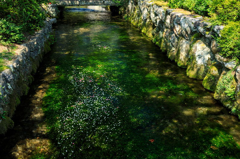 夏の花畑18 梅花藻咲く清流 醒ヶ井 花景色 K W C Photoblog