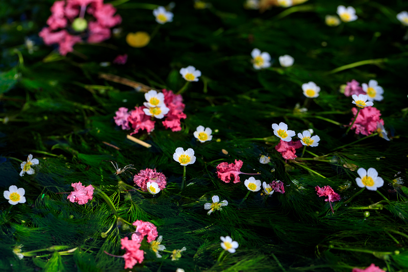 夏の花畑18 梅花藻咲く清流 醒ヶ井 花景色 K W C Photoblog