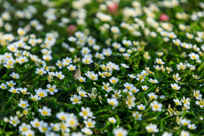 夏の花畑18 梅花藻咲く清流 醒ヶ井 花景色 K W C Photoblog