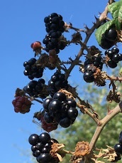 e0010856_09072847.jpg