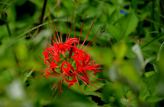 野の花_b0016557_17331228.jpg