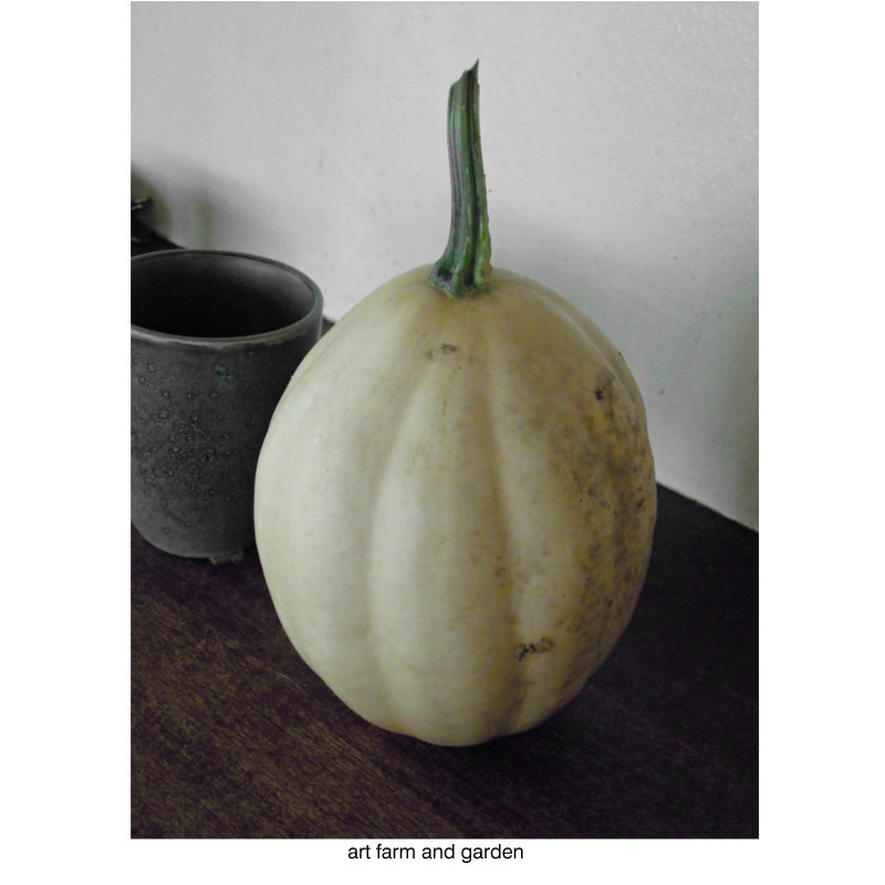 白いカボチャはオブジェのよう Art Farm Gardenの庭 アート農場と庭