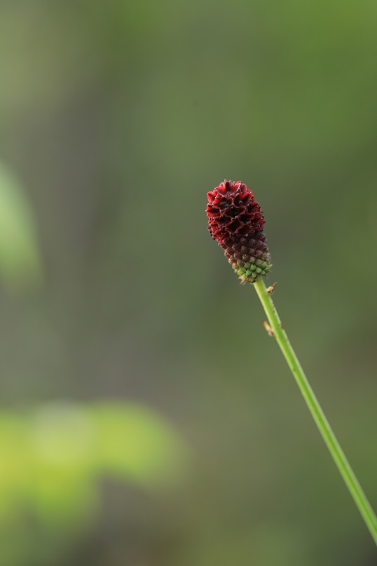 e0304170_18395155.jpg