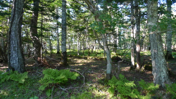 c0212083_17140494.jpg