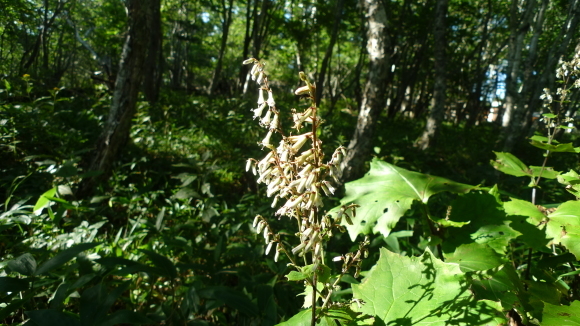 c0212083_17144869.jpg