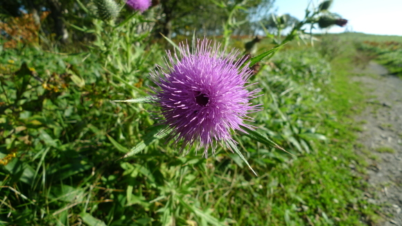 c0212083_17150426.jpg