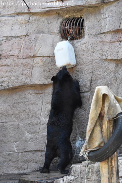 ２０１８年８月　天王寺動物園３　その１_a0052986_7451880.jpg