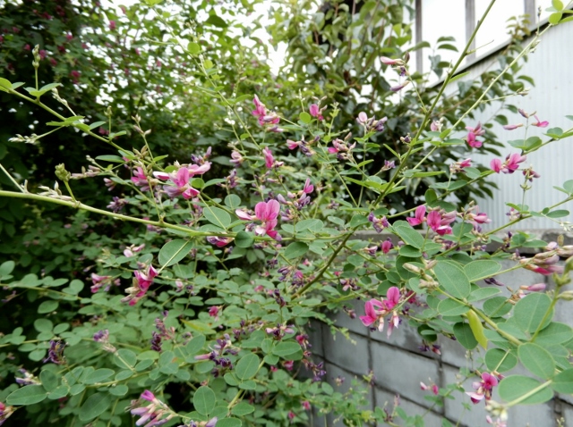 e0025300_2053178.jpg