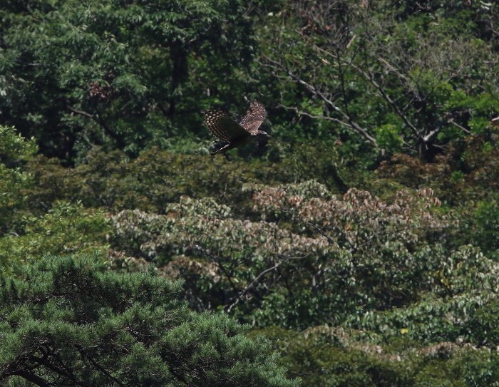 クマタカ：大きな鳥２０１８_c0319902_07060774.jpg