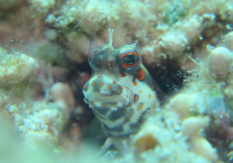モンツキカエルウオの幼魚 Colorcode モンツキカエルウオの幼魚 Colorcode