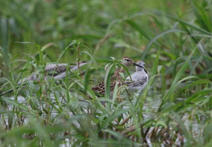 休耕田　待望の目的の鳥に出会えたものの_f0239515_18293281.jpg