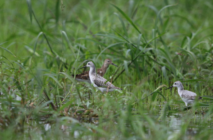 休耕田　待望の目的の鳥に出会えたものの_f0239515_18295622.jpg