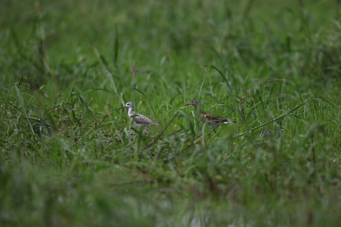 休耕田　待望の目的の鳥に出会えたものの_f0239515_18301977.jpg