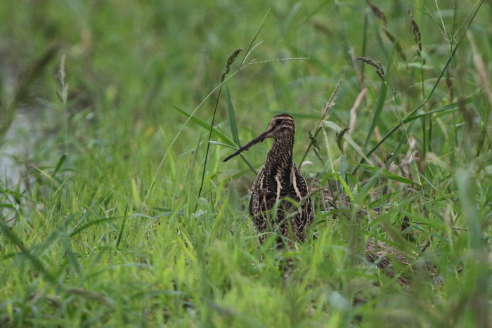 休耕田　待望の目的の鳥に出会えたものの_f0239515_1840123.jpg