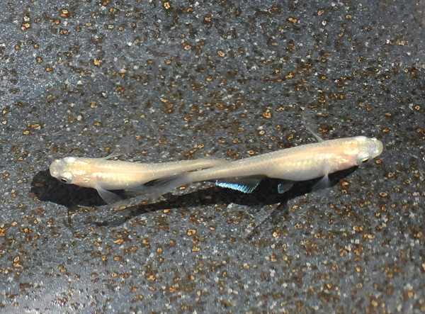 e0097534_16484487.jpg