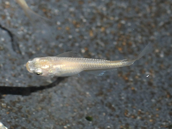 e0097534_1649255.jpg