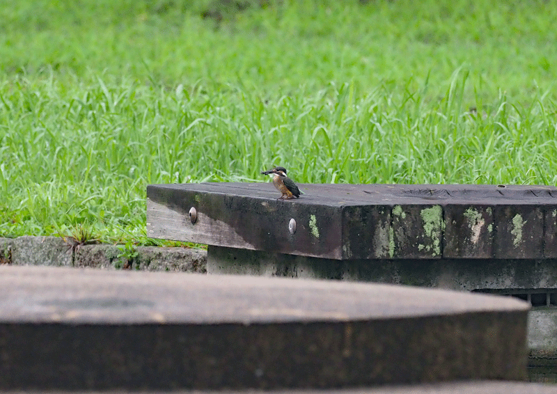 d0290240_11245705.gif