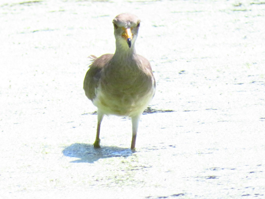 a0018655_08511587.jpg