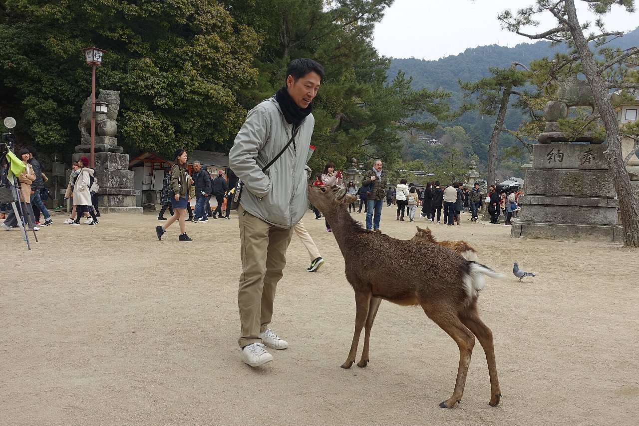 中島多茂都「厳島神社」額装30号○日本画 落款 印 世界遺産厳島