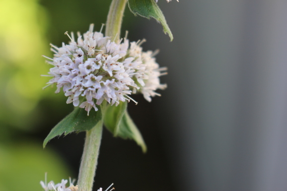 ミントの花 二種類 ひげ爺の花便り