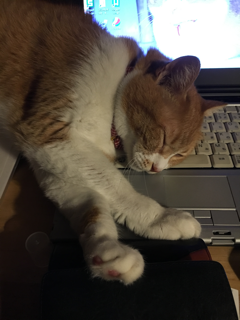 だるい、眠い、やる気でない・・・_f0363168_10062041.png