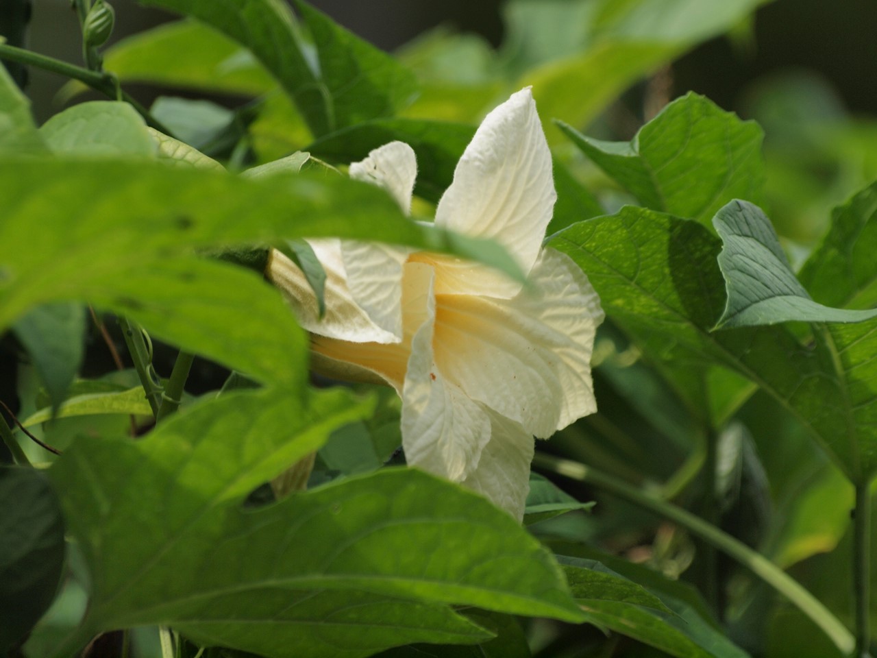 『馬の鈴草(ウマノスズクサ)と黄金花(コガネバナ)と花縮紗(ハナシュクシャ)等の花達～』_d0054276_19214674.jpg