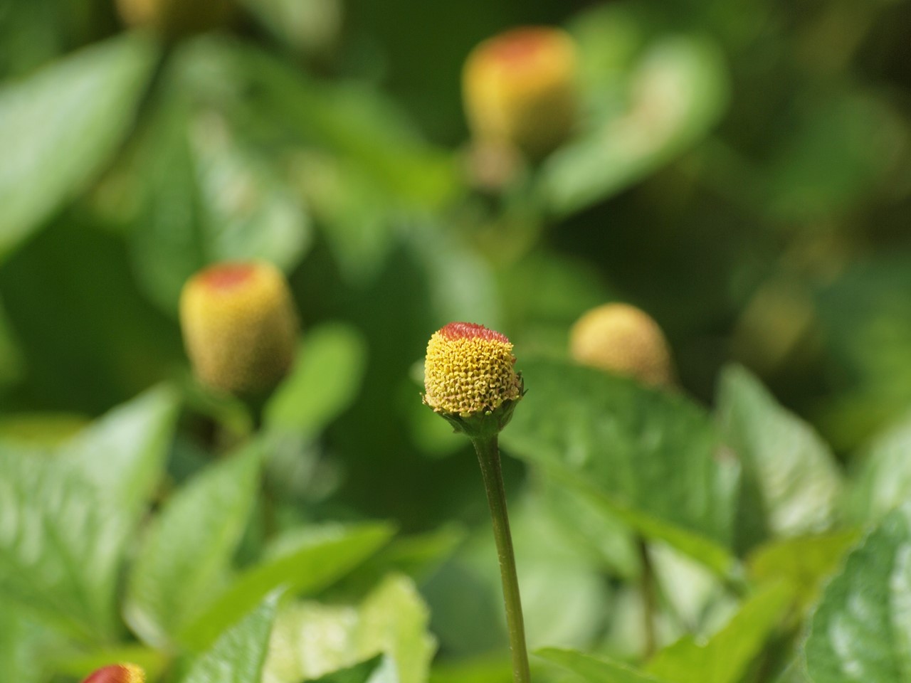 『馬の鈴草(ウマノスズクサ)と黄金花(コガネバナ)と花縮紗(ハナシュクシャ)等の花達～』_d0054276_1922924.jpg