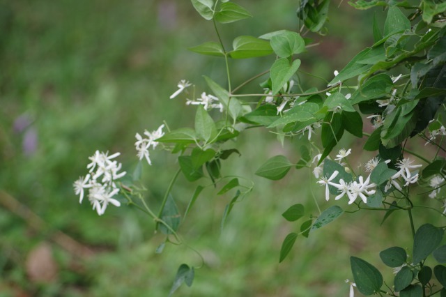 とちぎ花センターとマイガーデンの花_b0356401_22375585.jpg